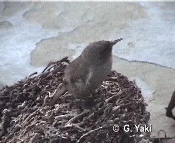 Cobb's Wren - ML200962151