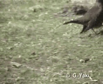 Austral Thrush (Falkland) - ML200962171