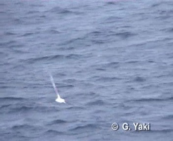 Kara Kaşlı Albatros (melanophris) - ML200962201