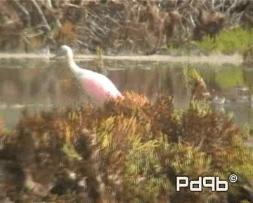 Roseate Spoonbill - ML200962221