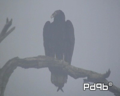Turkey Vulture (Northern) - ML200962351