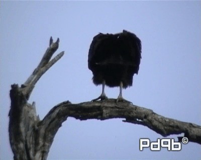 Turkey Vulture (Northern) - ML200962361