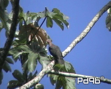 Short-billed Pigeon - ML200962371