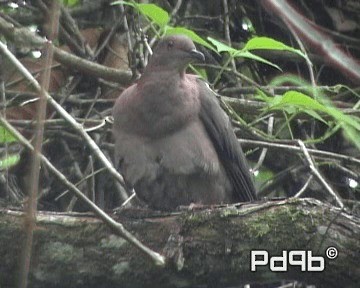 Short-billed Pigeon - ML200962391