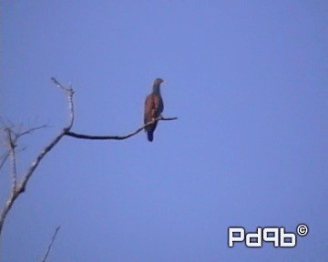 holub šupinkový - ML200962401
