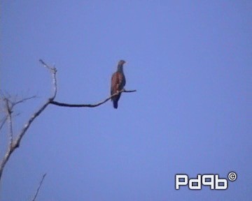 Scaled Pigeon - ML200962401