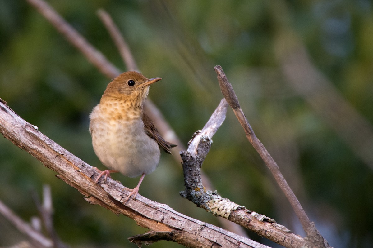 Veery - ML20096241