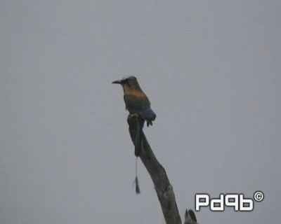 Turquoise-browed Motmot - ML200962441