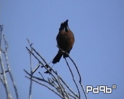 Turquoise-browed Motmot - ML200962451