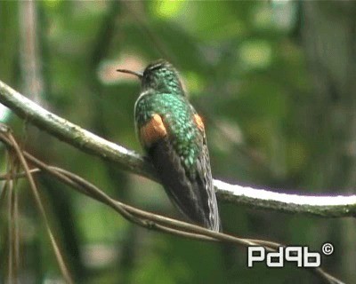 Stripe-tailed Hummingbird - ML200962461