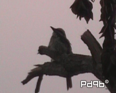 Sulphur-bellied Flycatcher - ML200962511