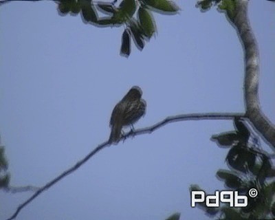 Sulphur-bellied Flycatcher - ML200962521