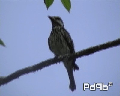 Sulphur-bellied Flycatcher - ML200962531