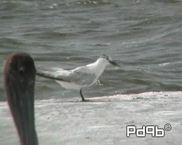 Sandwich Tern (Cabot's) - ML200962561