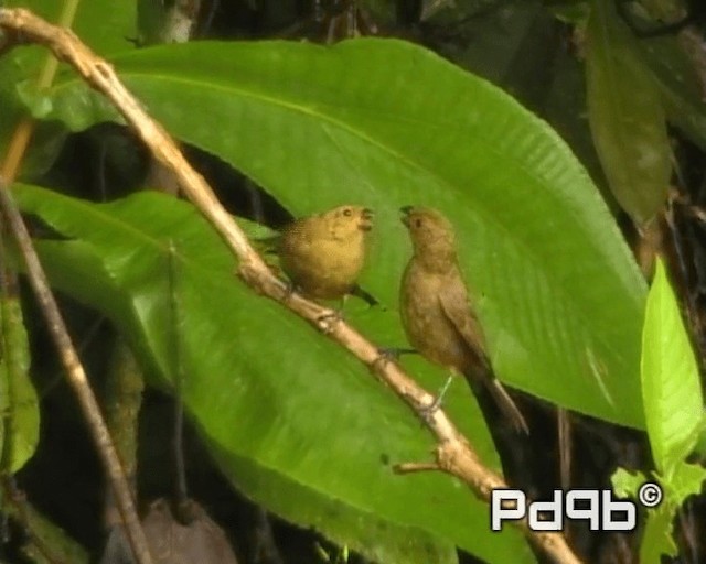 Variable Seedeater (Black) - ML200962571