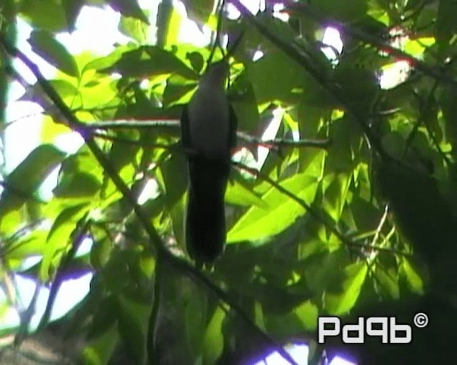 kolibřík helikóniový - ML200962581