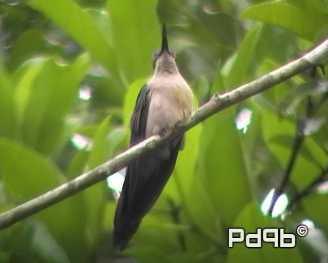 Wedge-tailed Sabrewing (Wedge-tailed) - ML200962611