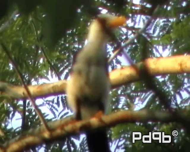 Yucatan Jay - ML200962741
