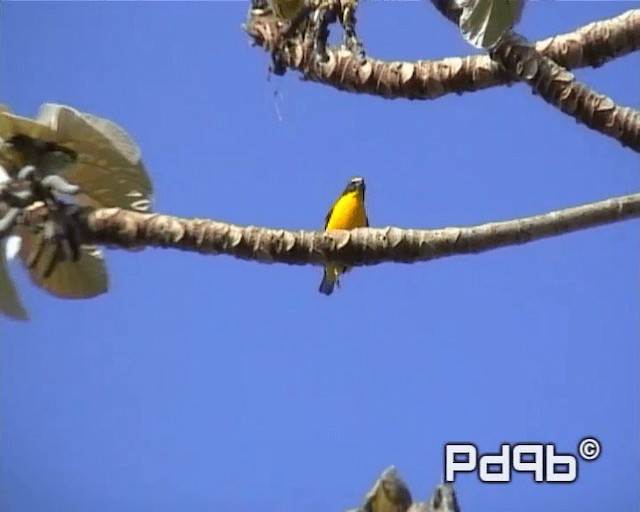 Yellow-throated Euphonia - ML200962791