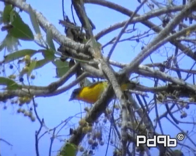 Yellow-throated Euphonia - ML200962801