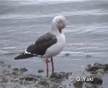 Dolphin Gull - ML200964431