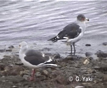 Dolphin Gull - ML200964441