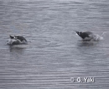 Dolphin Gull - ML200964451