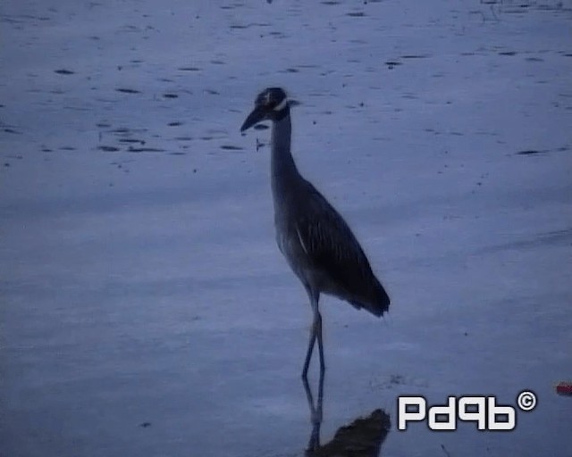 Yellow-crowned Night Heron (Yellow-crowned) - ML200964901