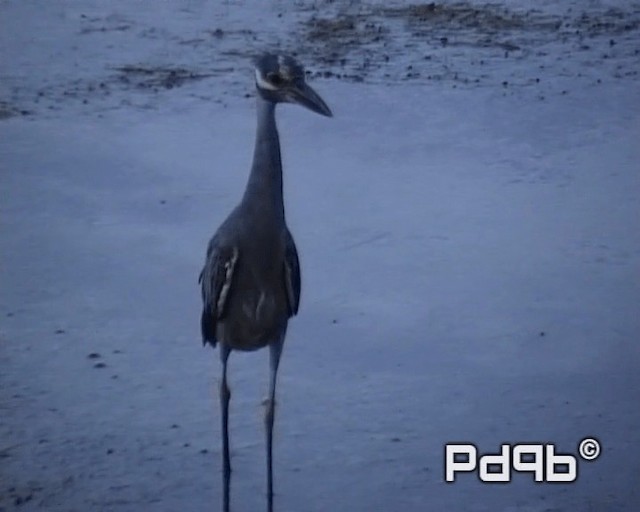 Yellow-crowned Night Heron (Yellow-crowned) - ML200964911