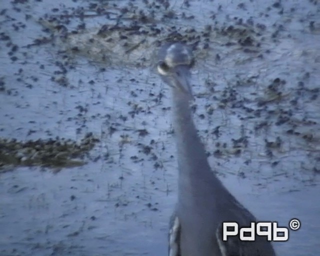 Yellow-crowned Night Heron (Yellow-crowned) - ML200964921