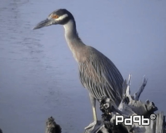 Yellow-crowned Night Heron (Yellow-crowned) - ML200964941