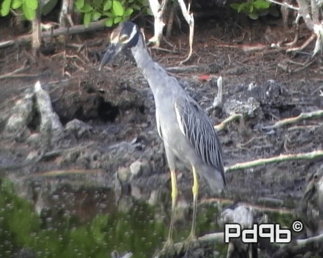 Yellow-crowned Night Heron (Yellow-crowned) - ML200964951