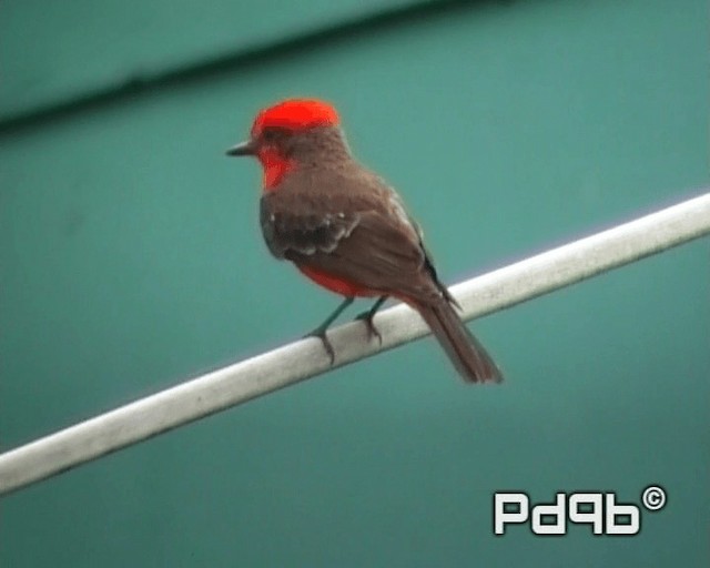 Vermilion Flycatcher (Northern) - ML200964971