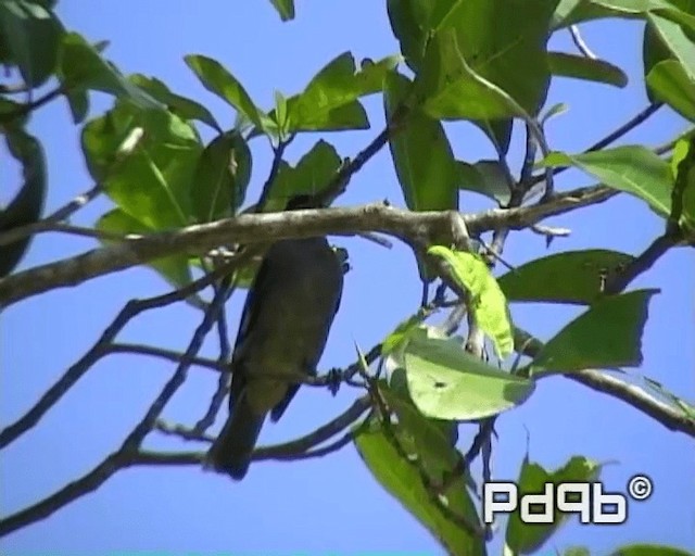 Yellow-winged Tanager - ML200965011