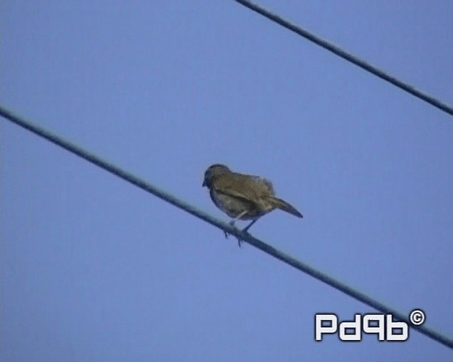 Yellow-faced Grassquit - ML200965021