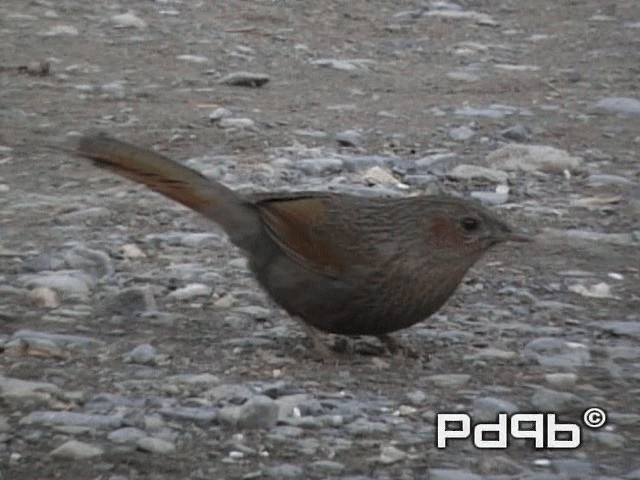 Streaked Laughingthrush - ML200965061