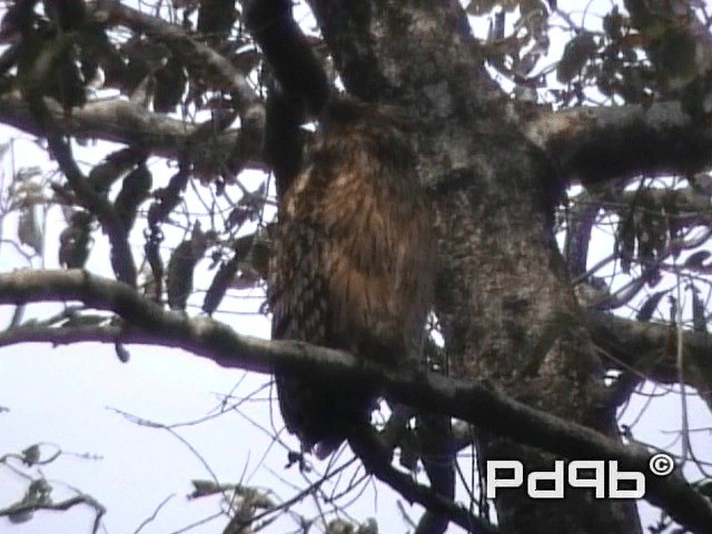 Tawny Fish-Owl - ML200965111