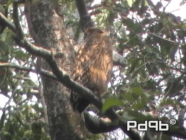 Tawny Fish-Owl - ML200965121