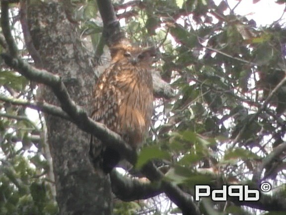 Tawny Fish-Owl - ML200965131