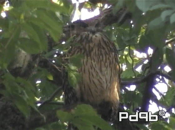 Tawny Fish-Owl - ML200965141