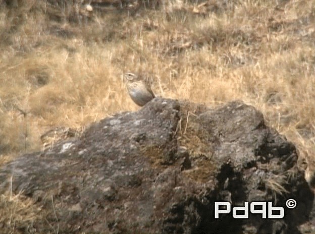 Upland Pipit - ML200965151
