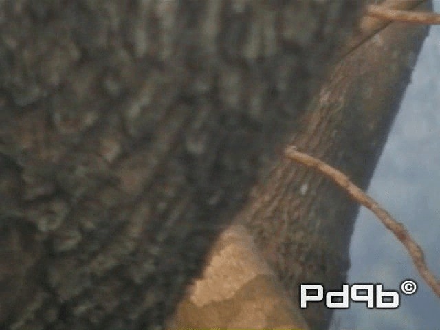 Velvet-fronted Nuthatch - ML200965161