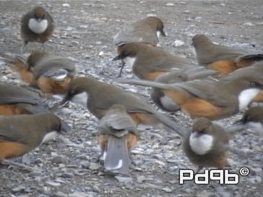 White-throated Laughingthrush - ML200965211