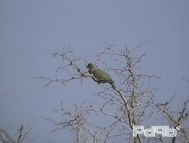 Африканский зелёный голубь [группа calvus] - ML200965411