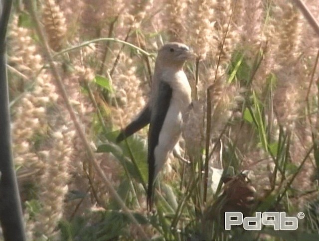 African Silverbill - ML200965481