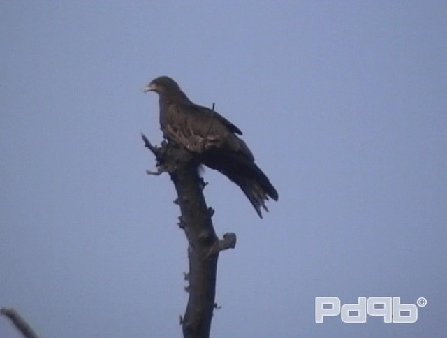 Black Kite (Yellow-billed) - ML200967561