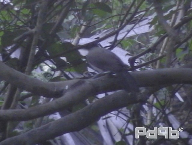 Blackcap Babbler (Blackcap) - ML200967601