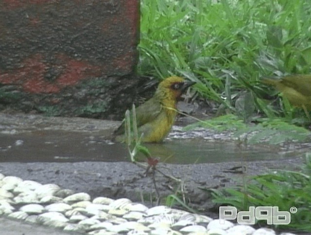 Olive-naped Weaver - ML200967621