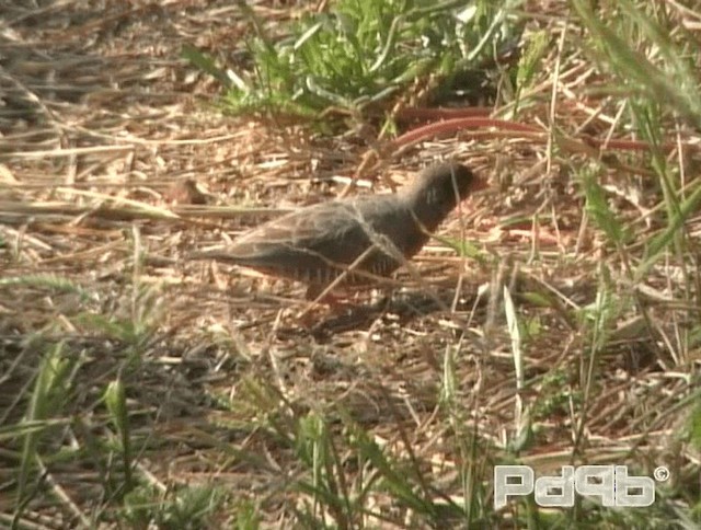 Quailfinch (Black-faced) - ML200967691