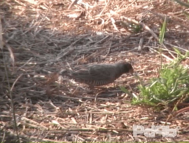 Quailfinch (Black-faced) - ML200967701